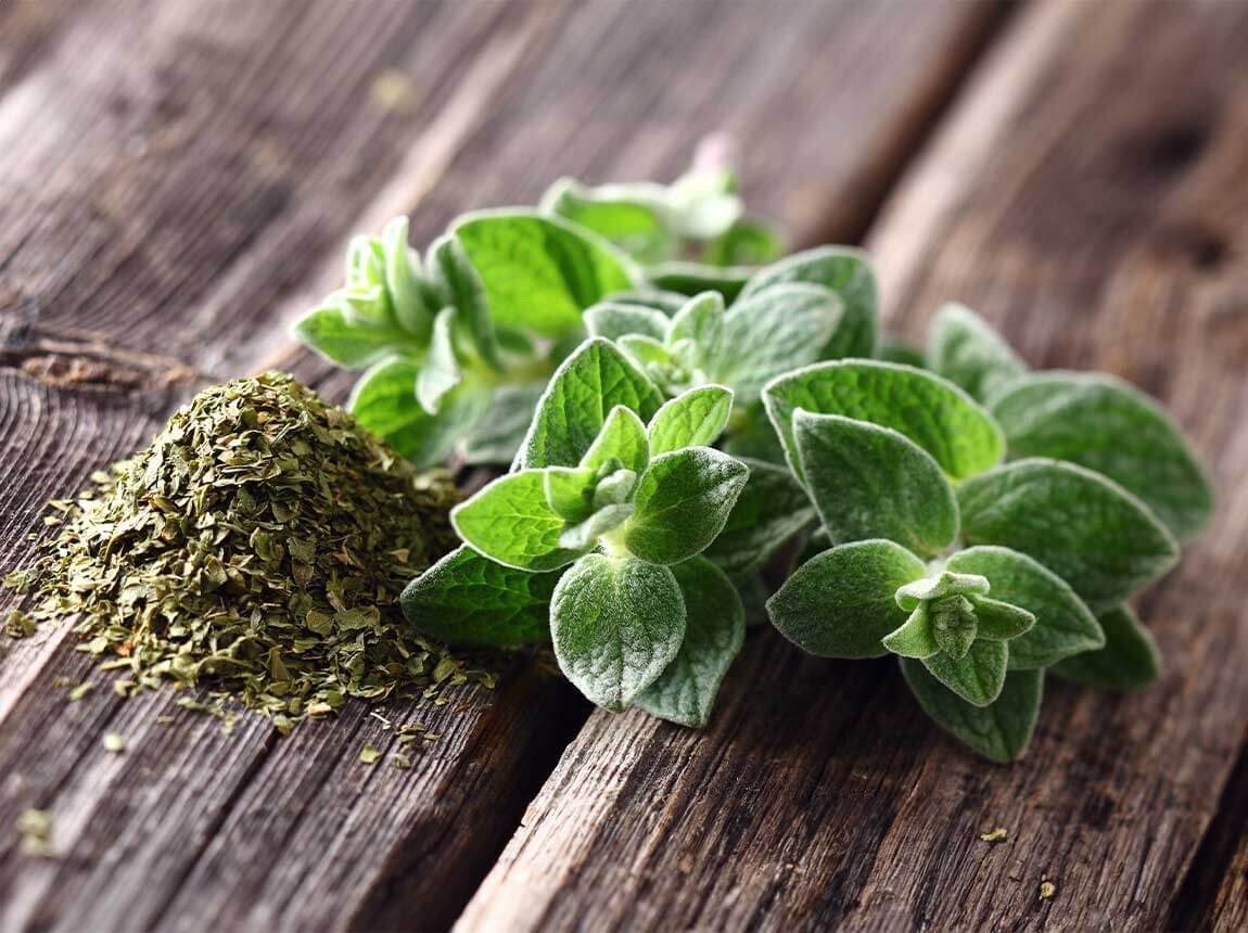 Oregano
